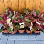 Aglaonema (Chinese Evergreen) ´CRETE FLAME´ - výška 15-20 cm, kont. C1L